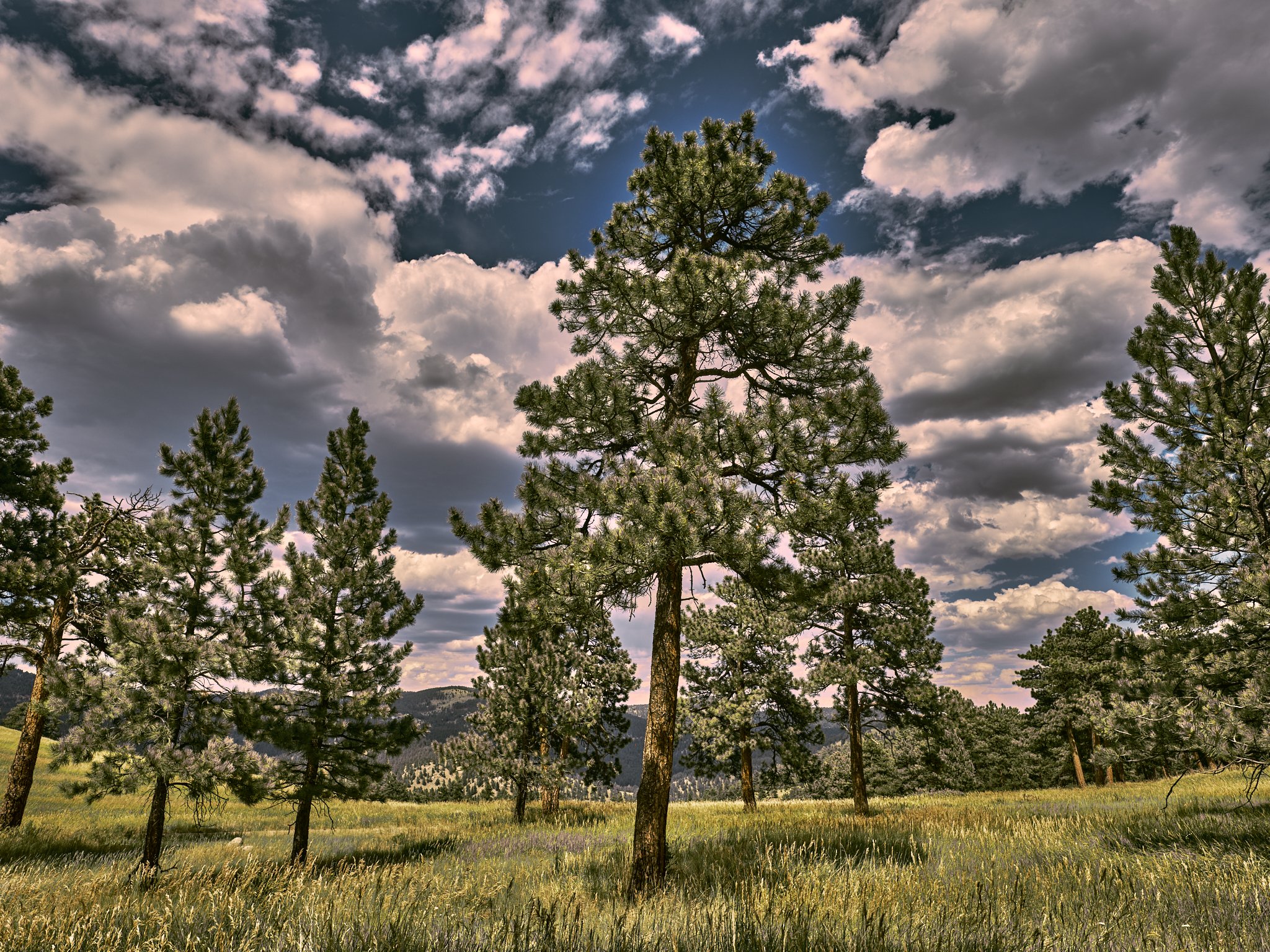The Colorado Pines