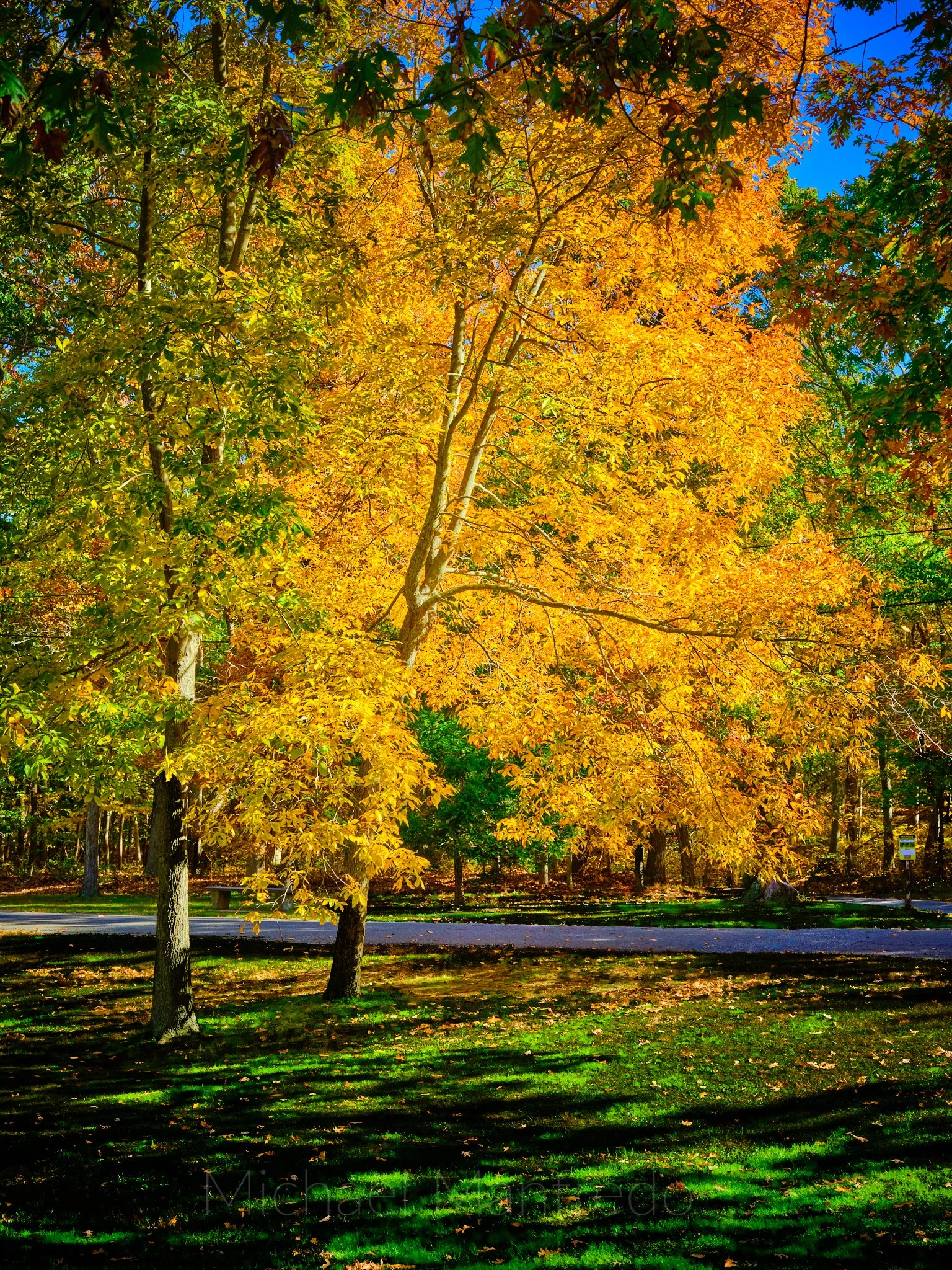Autumn Glow