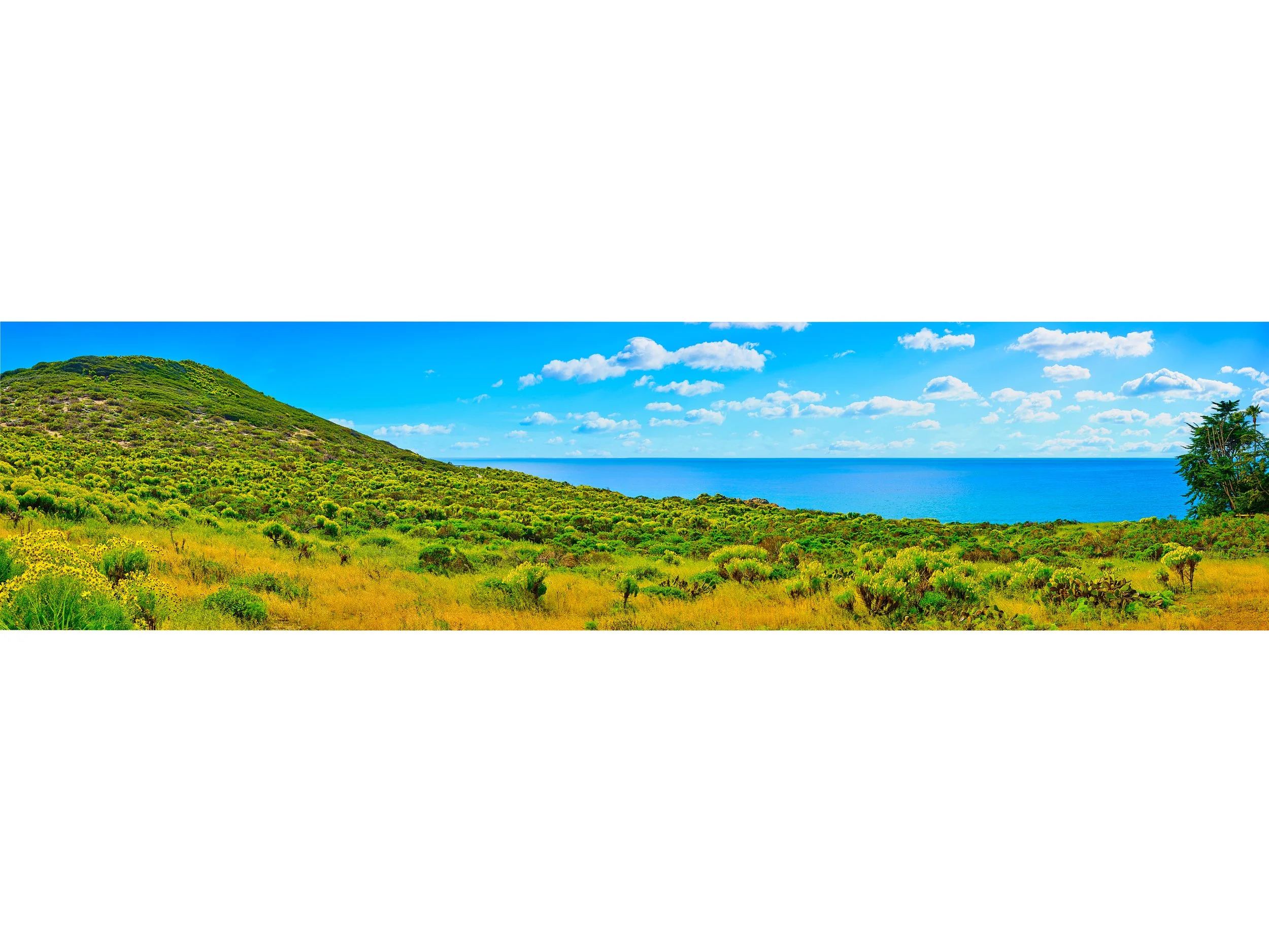 Dume in Bloom.jpg
