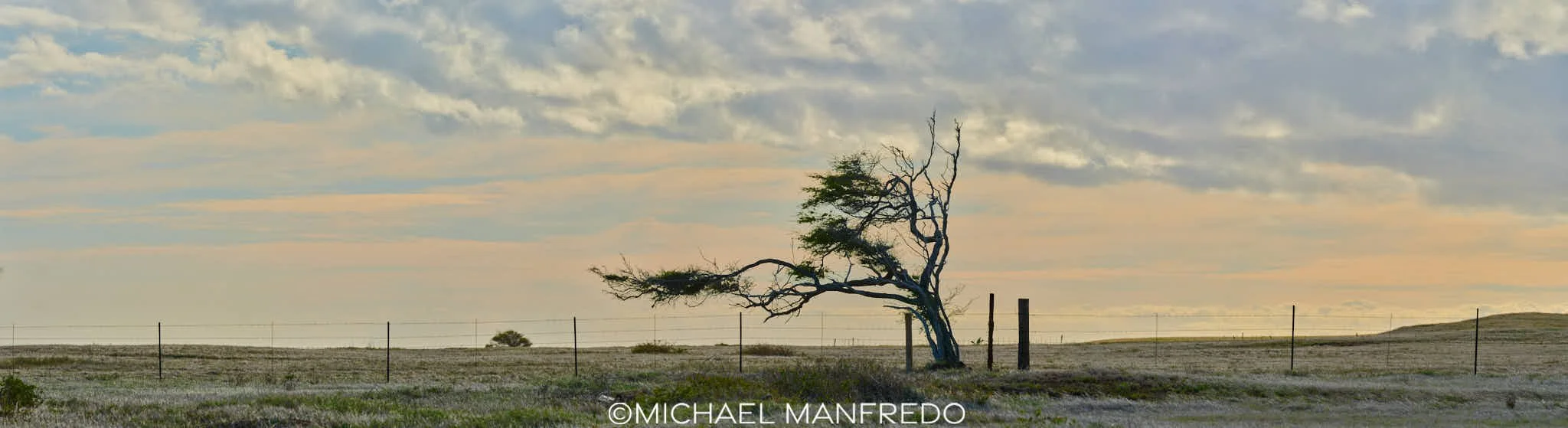 Bent by the Wind, Big Island (Contact for Pricing)
