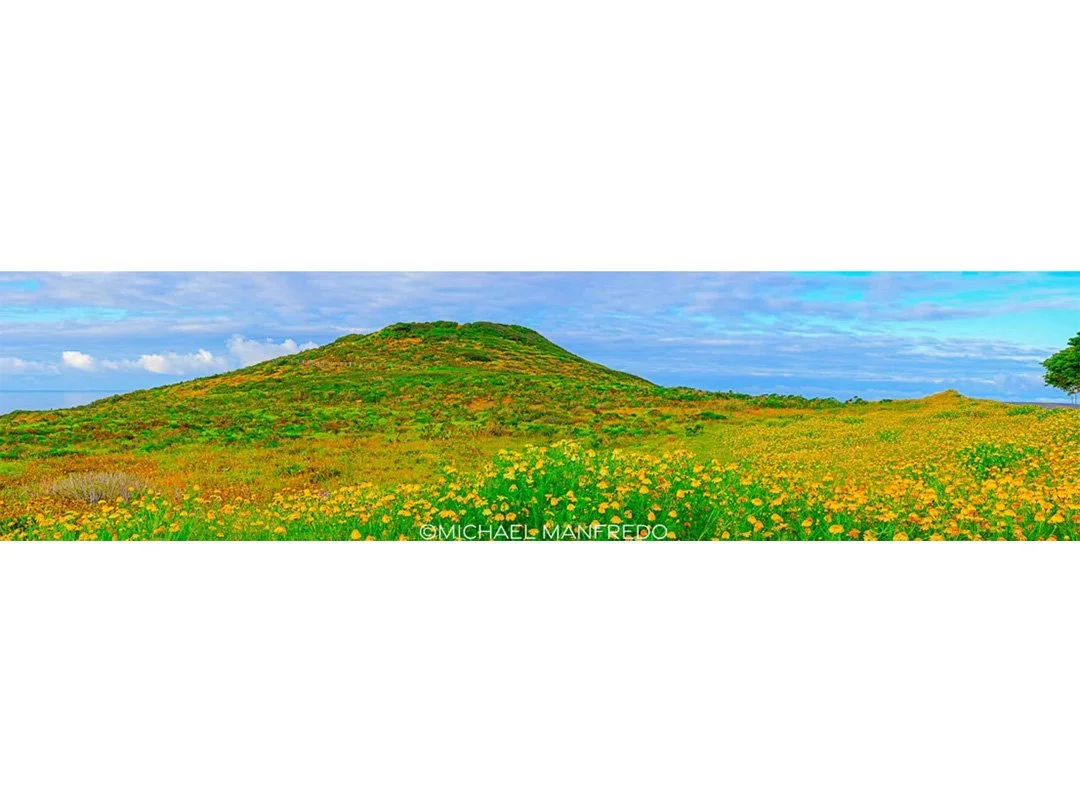 Point DUme flowers letterboxe PANO for website.jpg