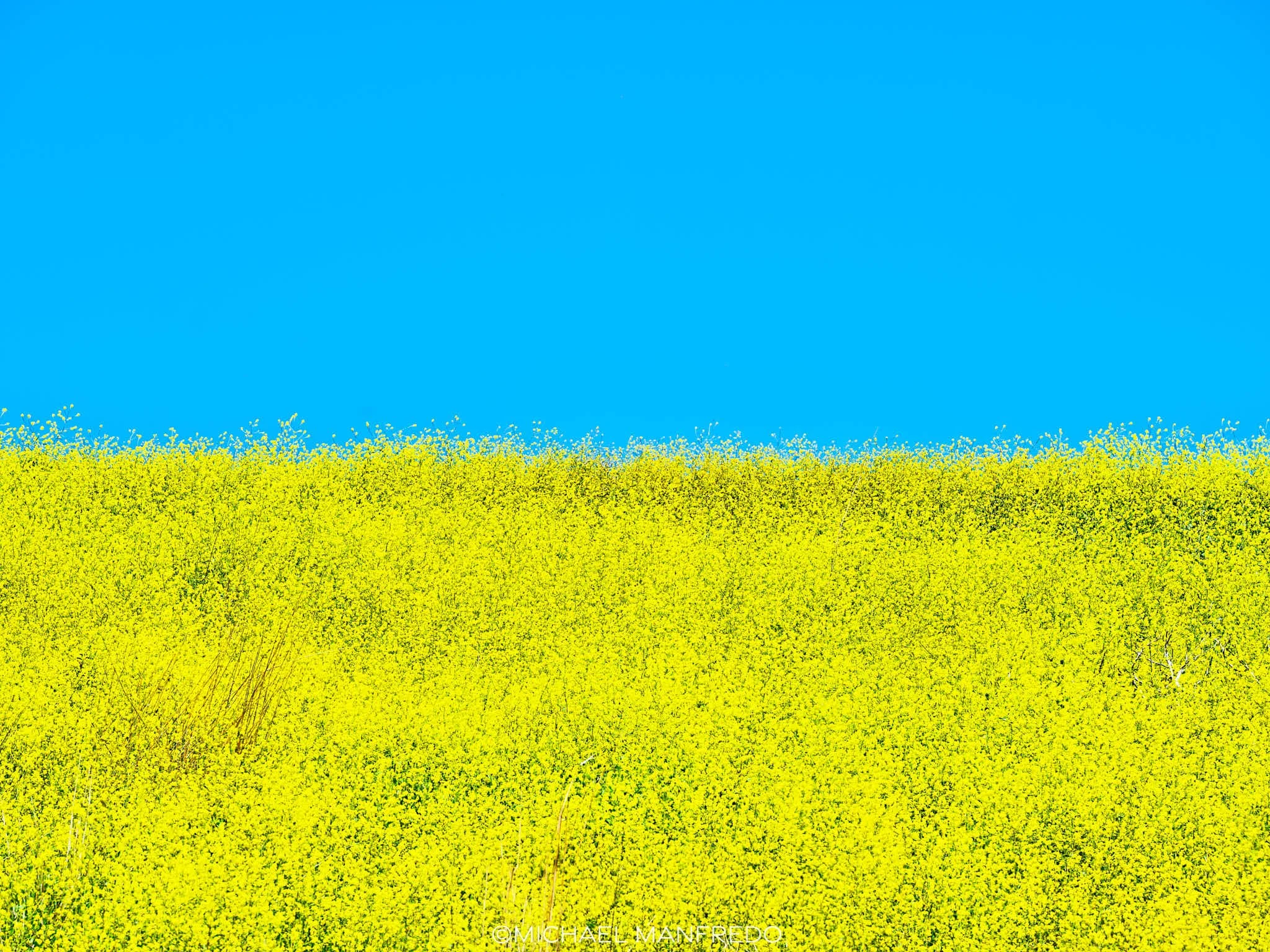 Malibu for Peace - Nature's Natural Ukrainian Flag
