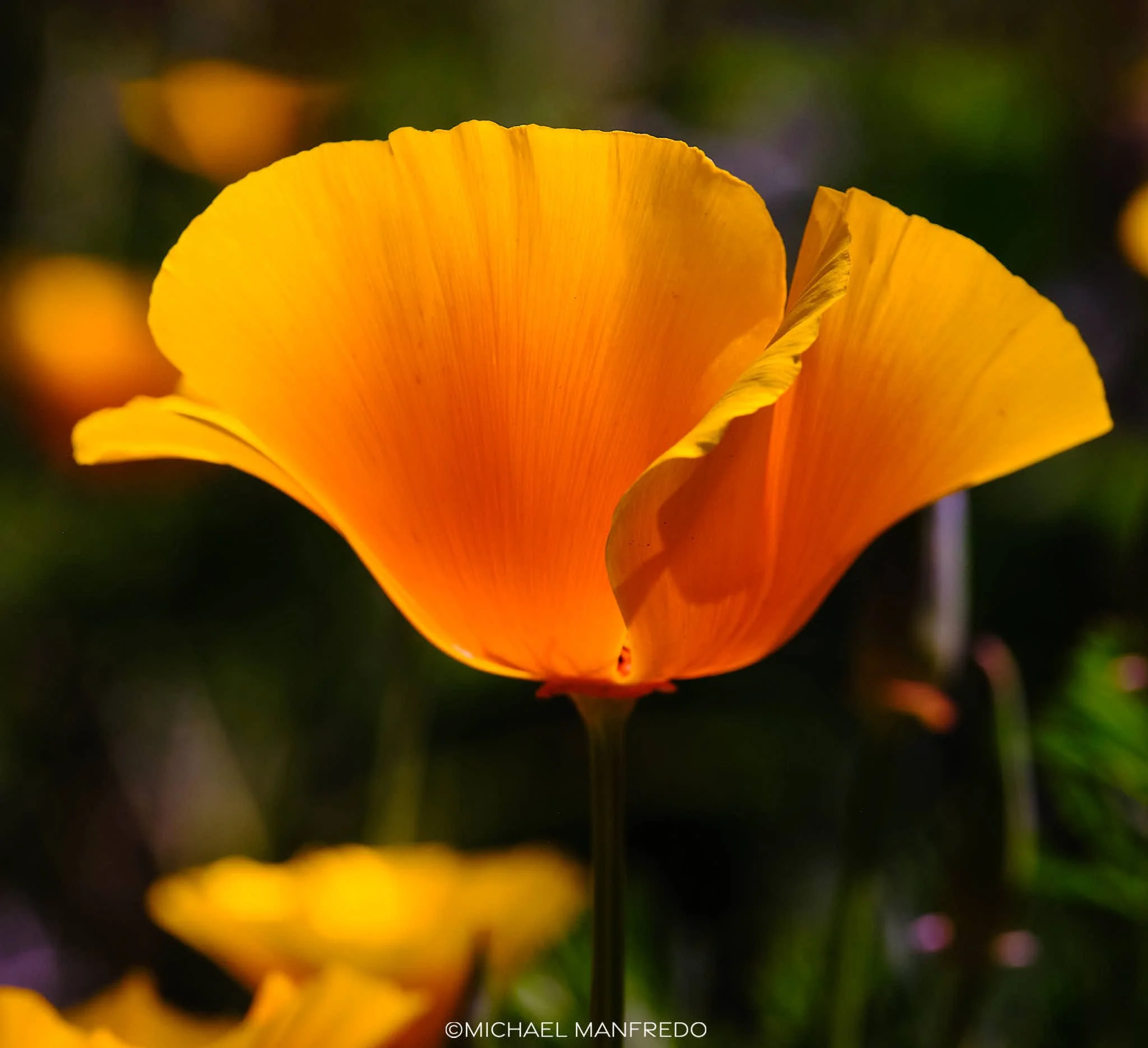 Golden Glow (contact for Pricing)