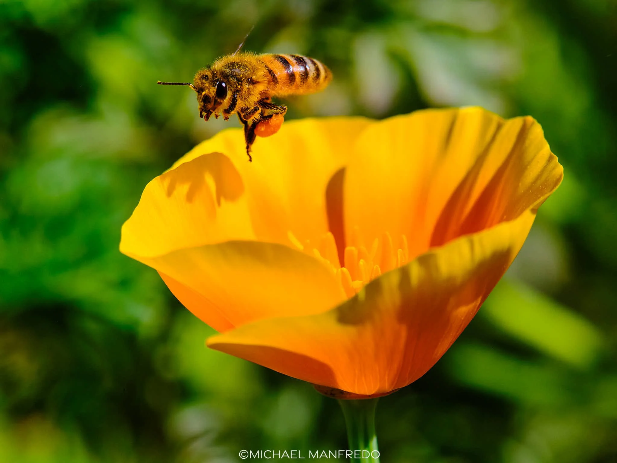 Bee with Pollen (Please Contact for Pricing)