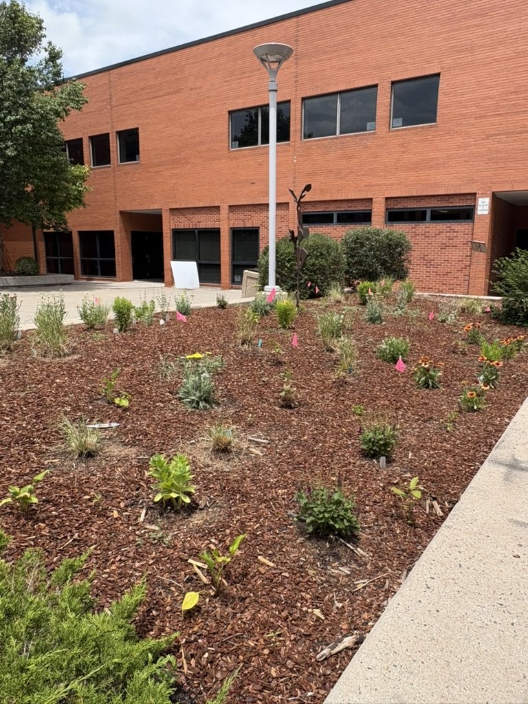 Campus pollinator garden