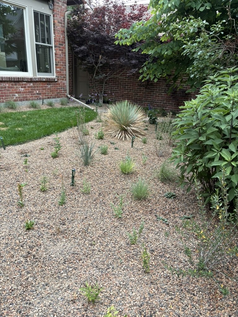 Native xeric pollinator garden