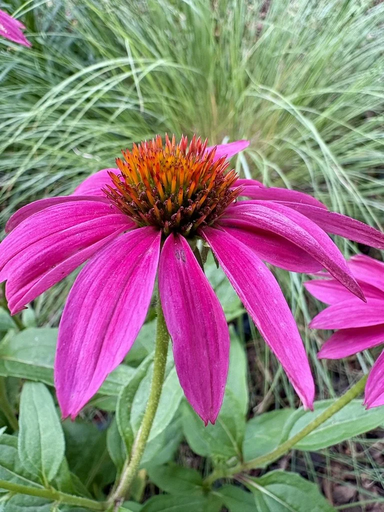 Purple coneflower