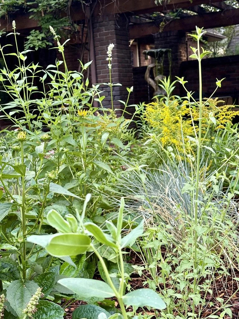 Denver native pollinator garden