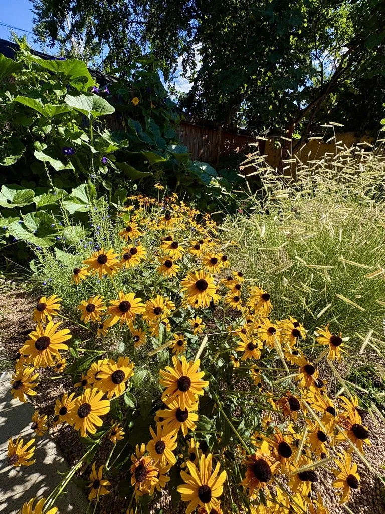 Rudbeckia hirta 