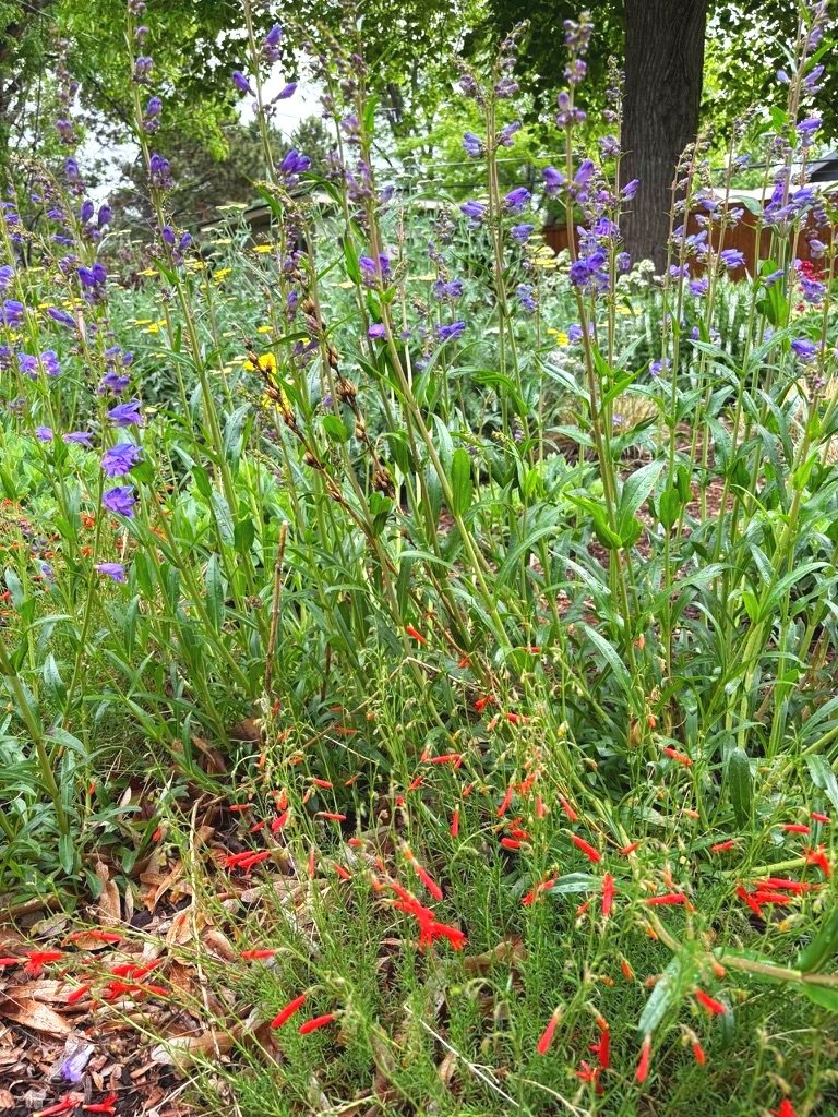 pollinator garden