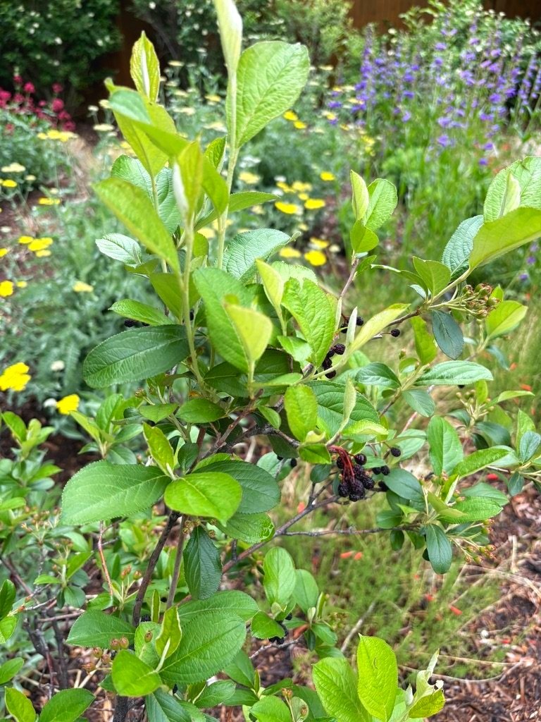 habitat garden