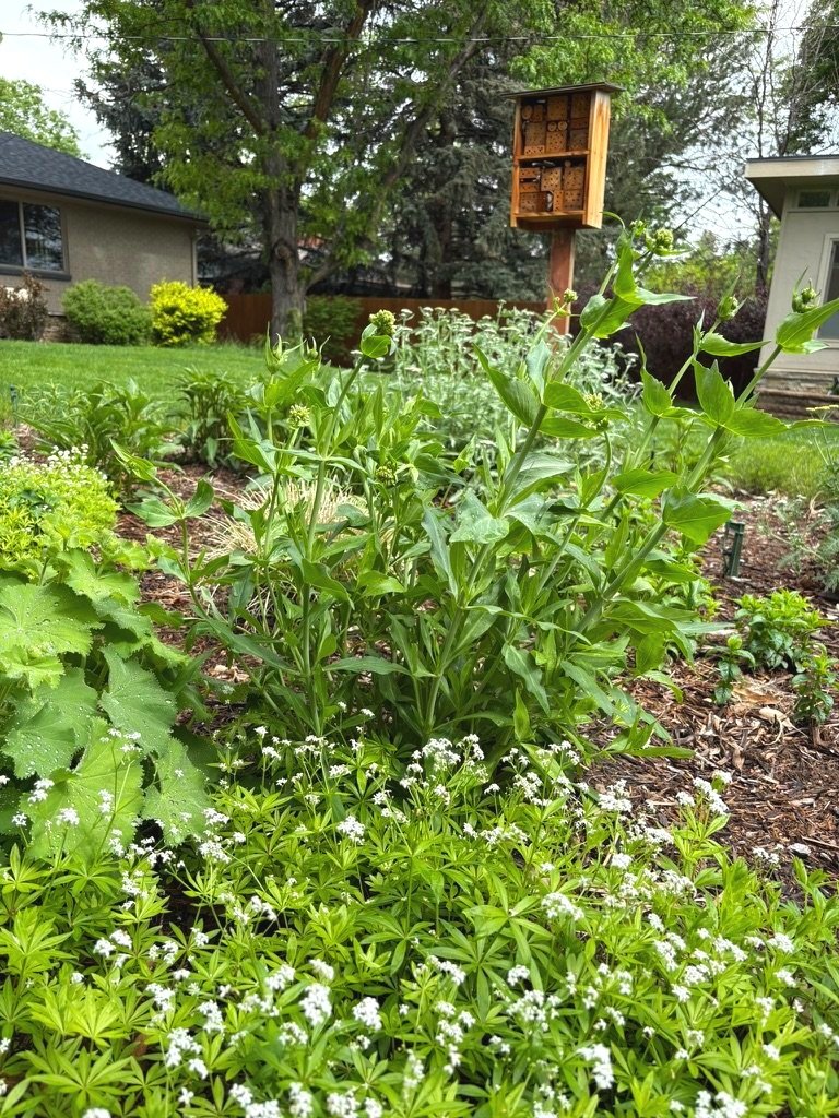 urban habitat garden