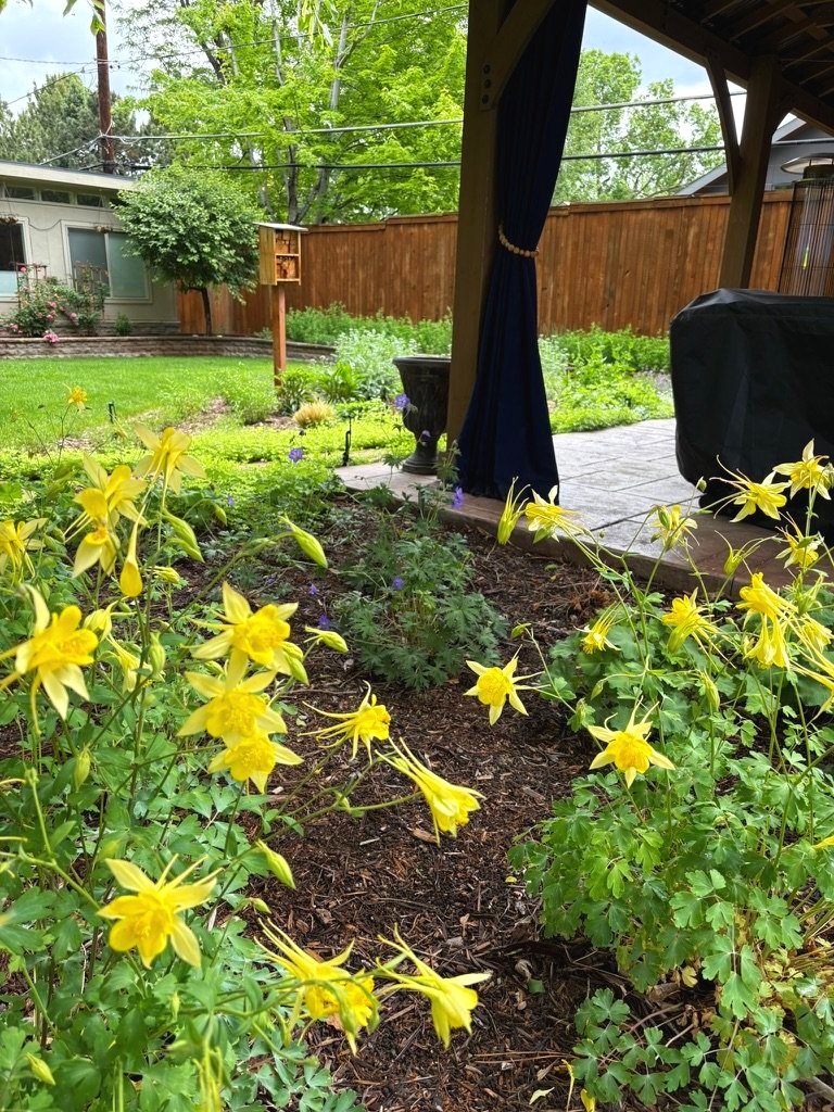 yellow columbine
