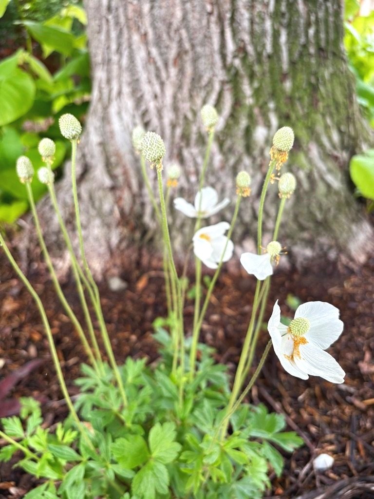 shade pollinator garden