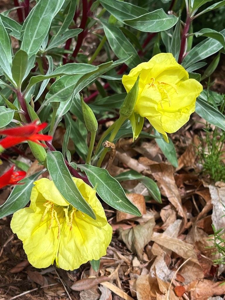Missouri evening primrose
