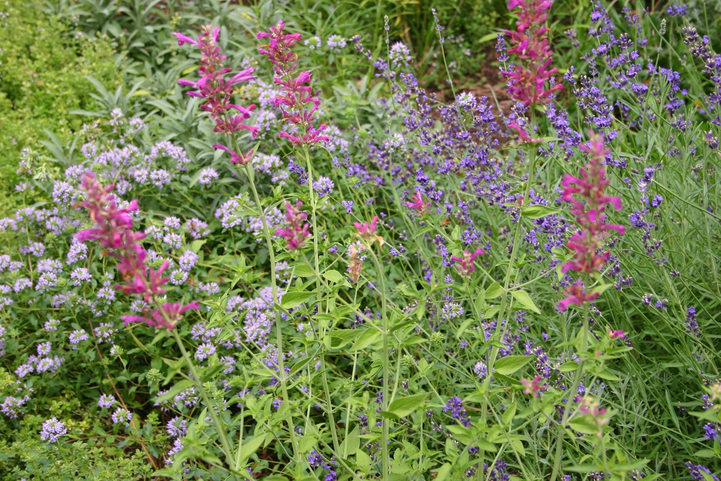 colorado pollinator garden