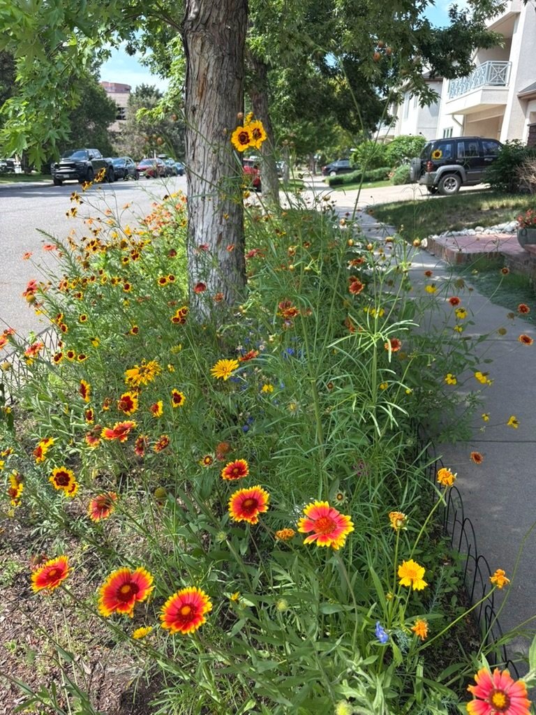 Waterwise hellstrip