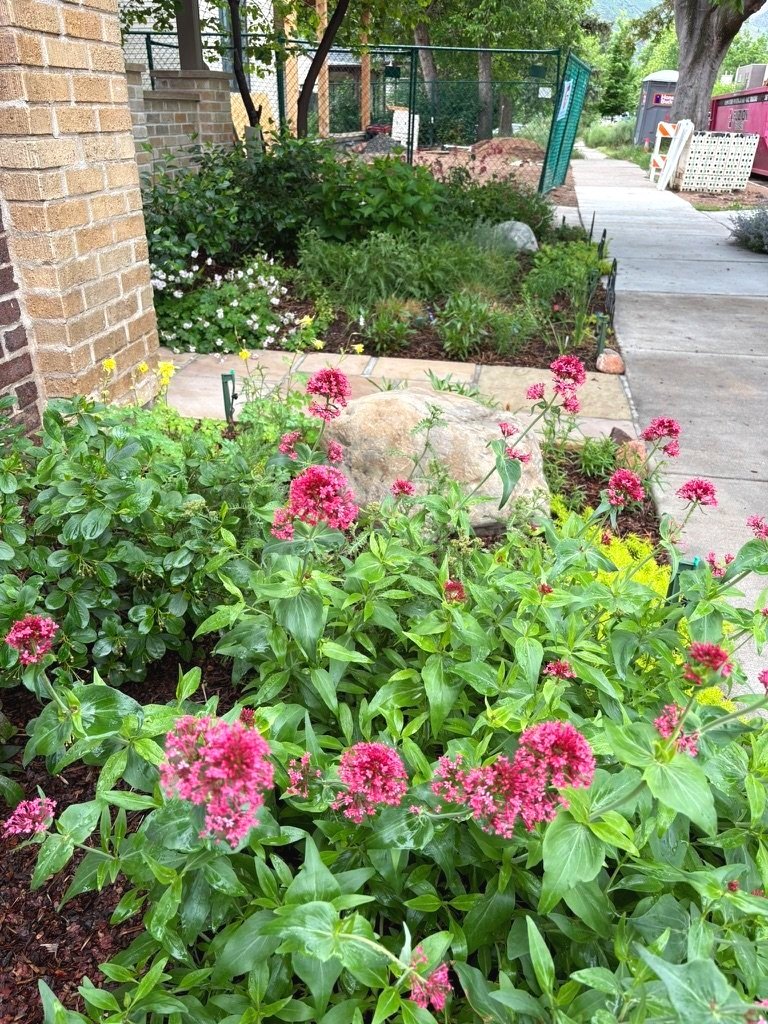 Pocket pollinator garden