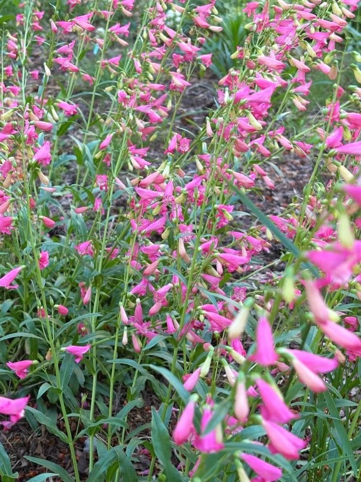 Penstemon