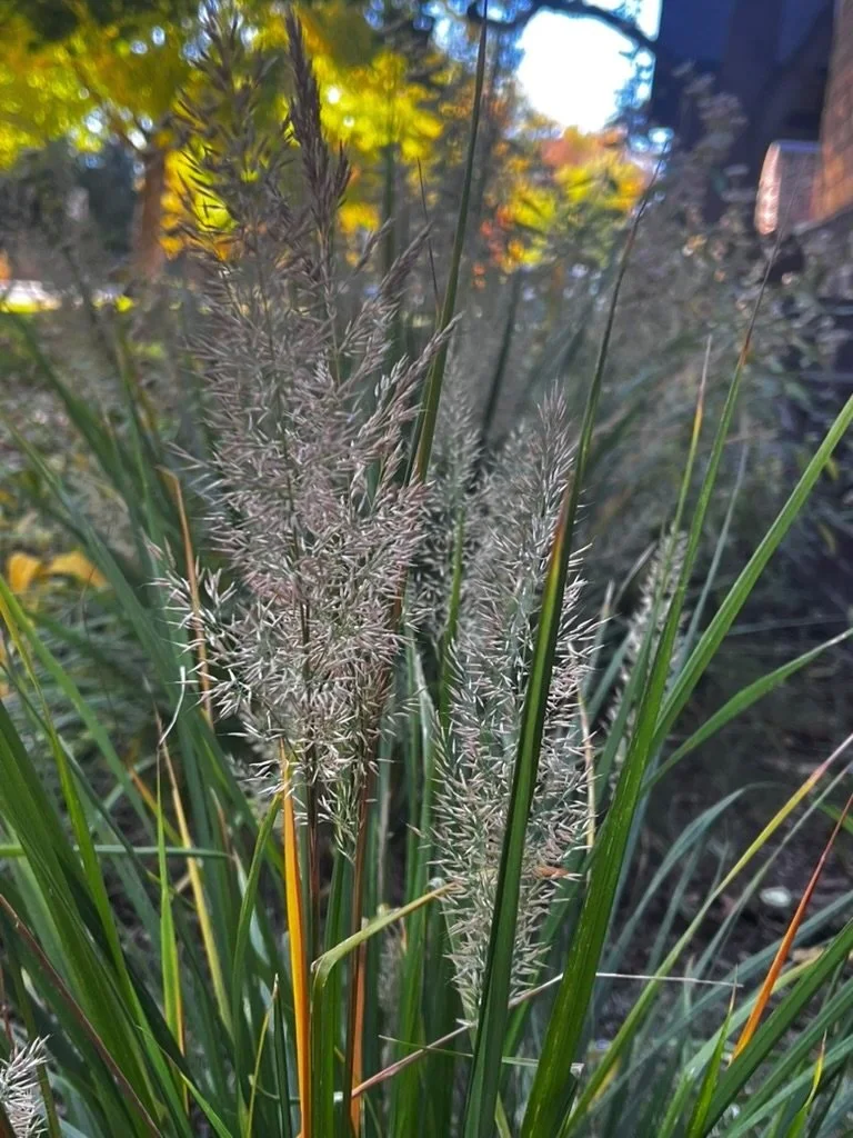 Korean Feather Reed Grass