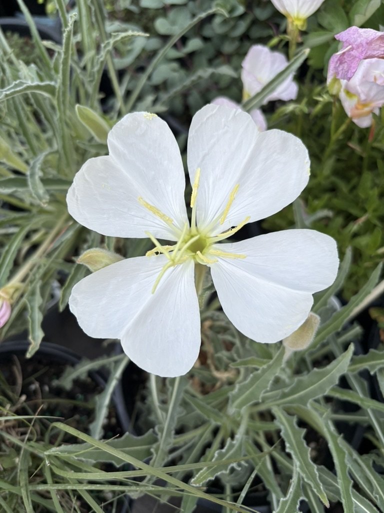 White tuft primrose