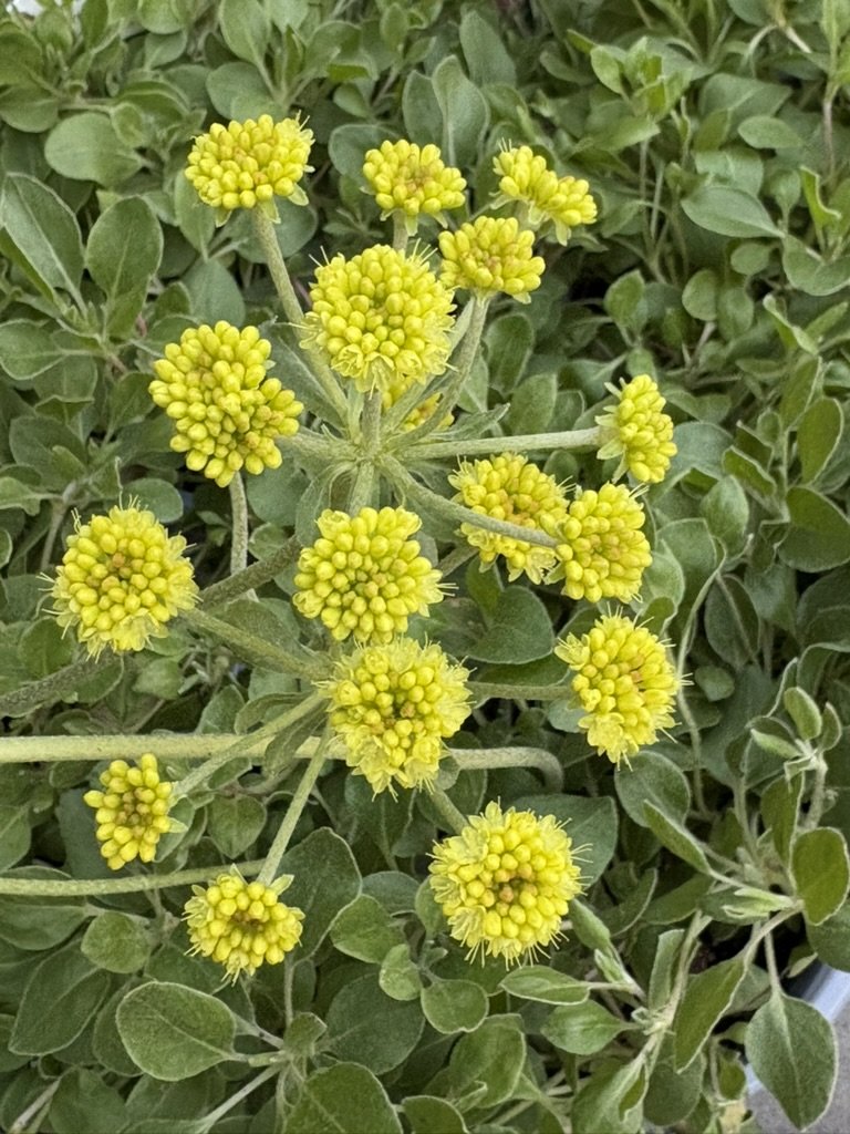Kannah Creek Sulphur Buckwheat
