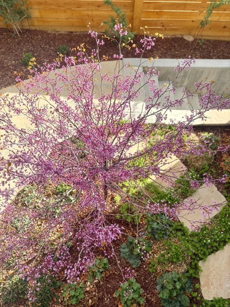 Eastern Redbud