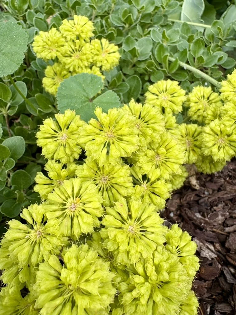 Sulphurflower buckwheat