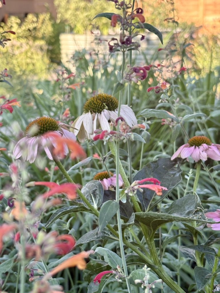Native pollinator garden