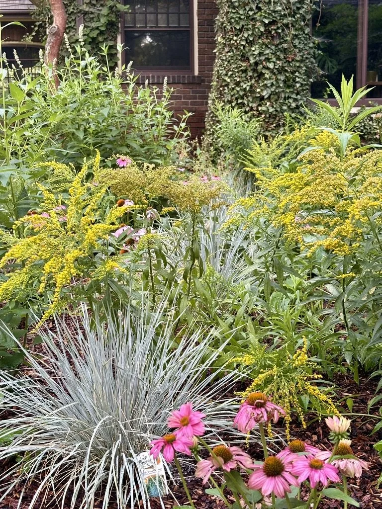 Denver water wise native pollinator garden