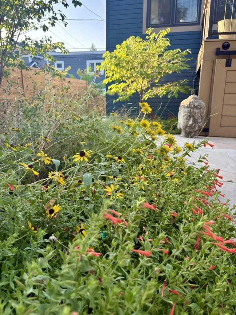 Urban pollinator garden