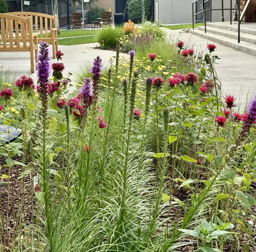 School water wise pollinator garden