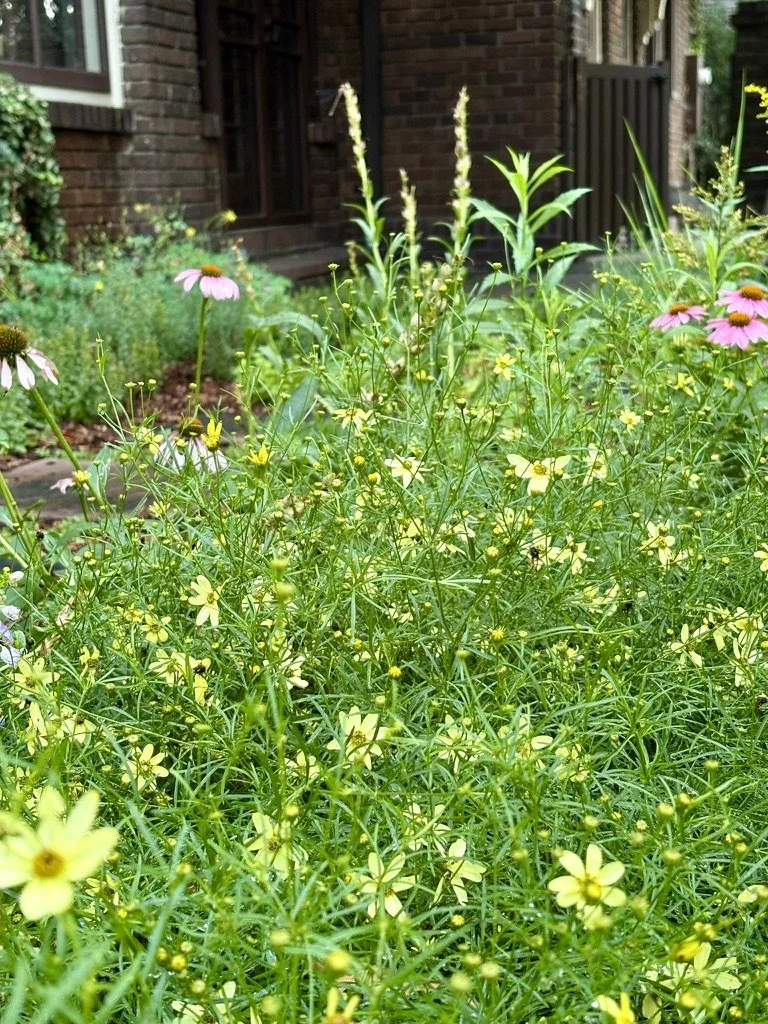 Denver pollinator garden