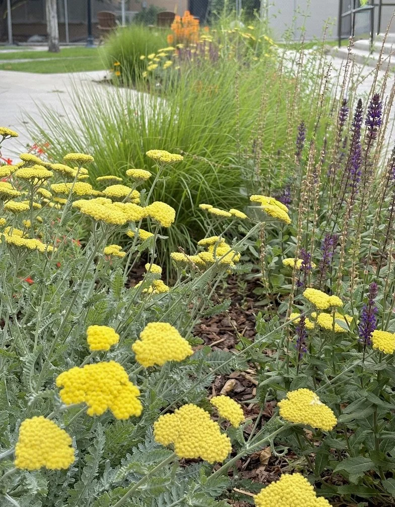 Campus pollinator gardens