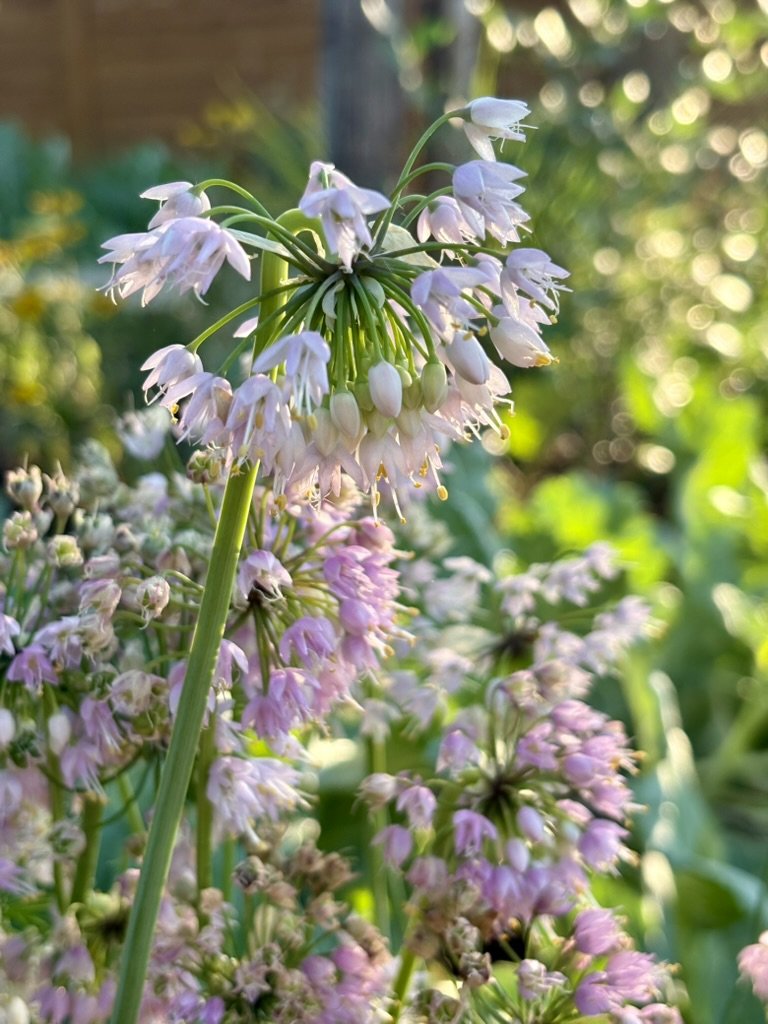 Nodding onion, Allium cernuum 
