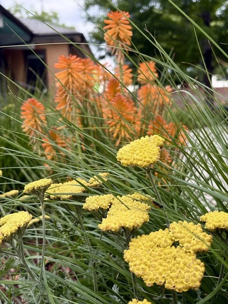 Moonshine Yarrow and Torch Lily