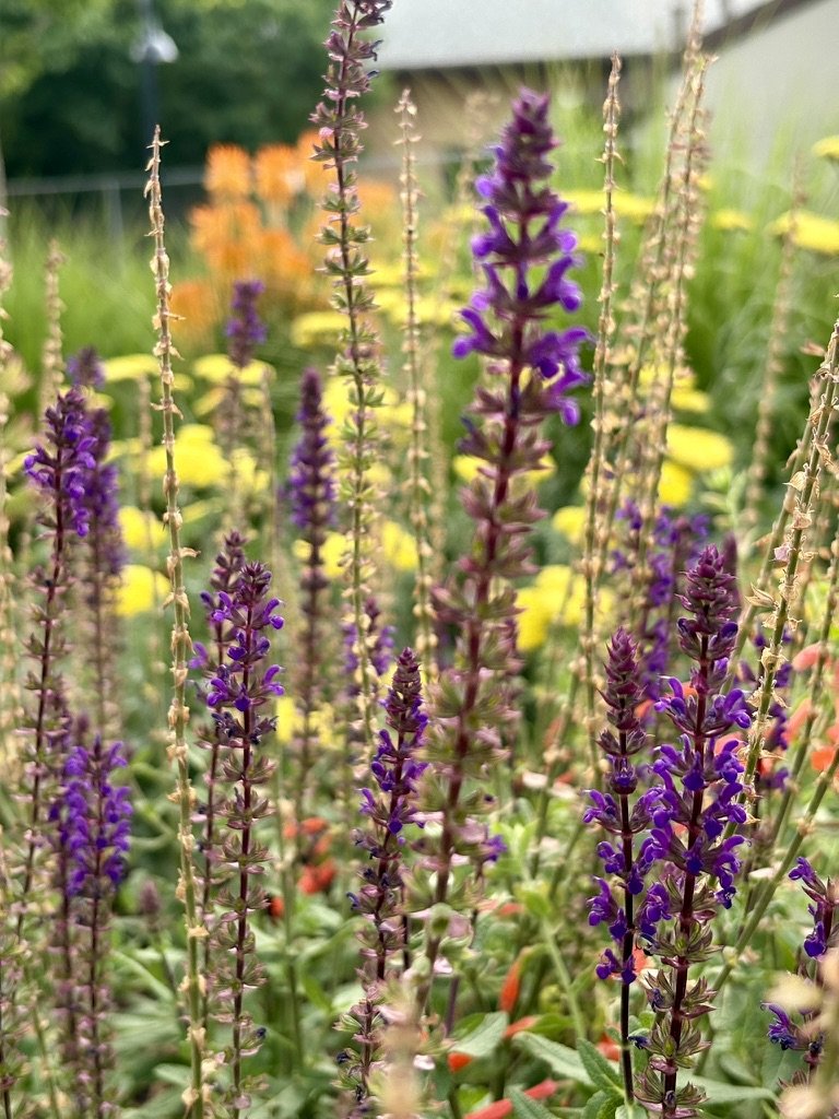 Native pollinator garden