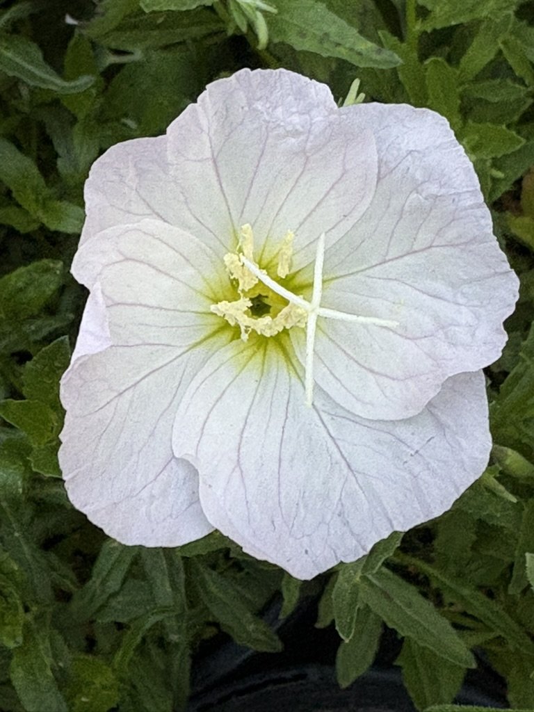 New Mexican primrose