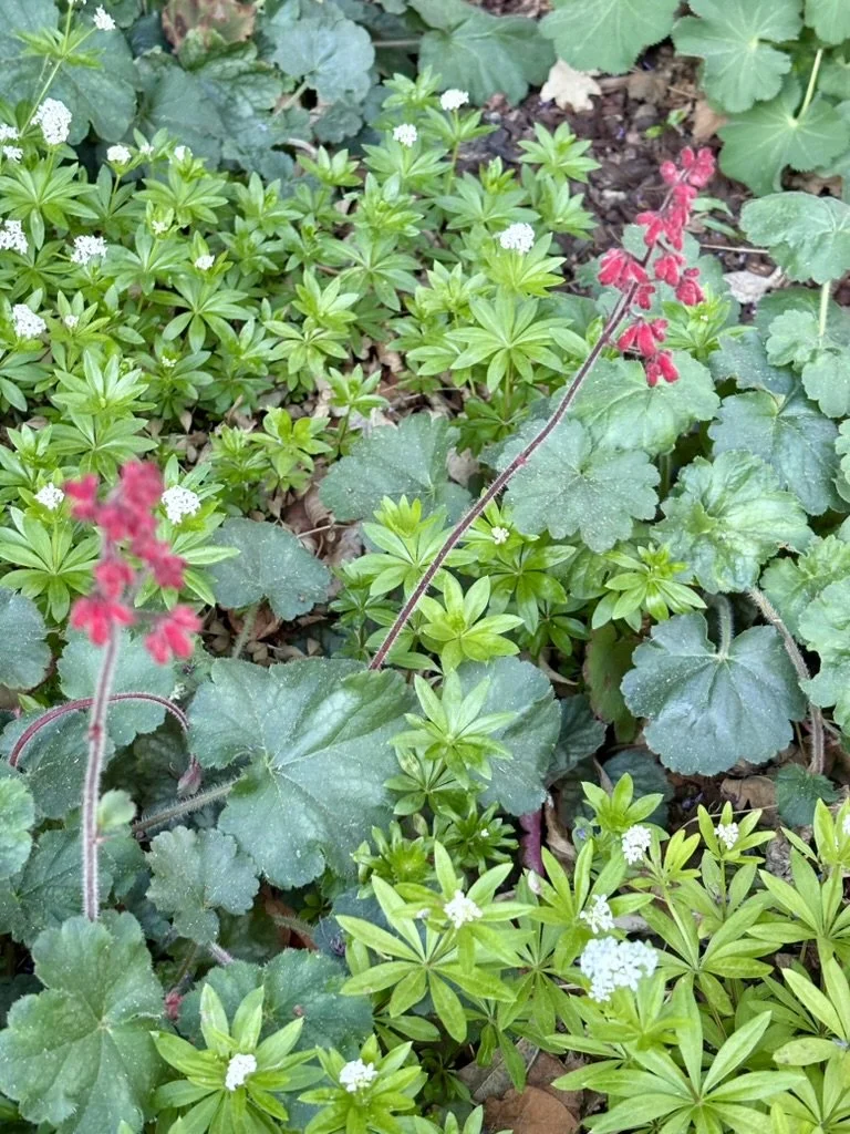 Colorado woodland shade garden