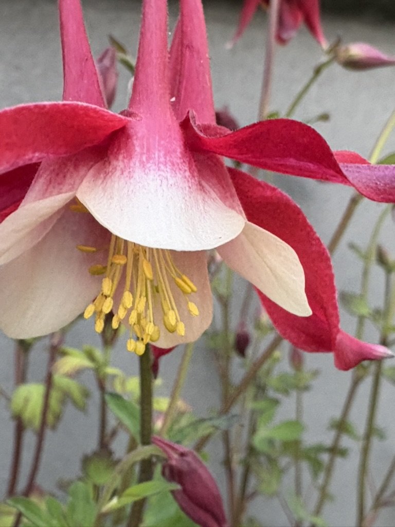 Red columbine