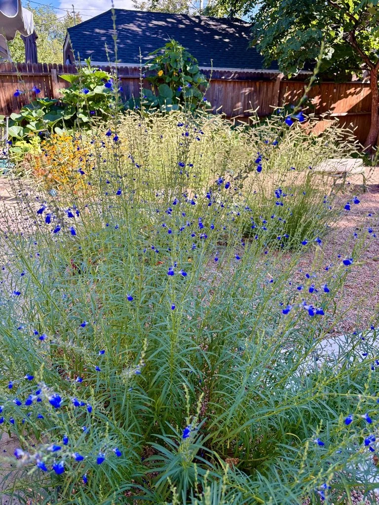 Water wise pea gravel garden