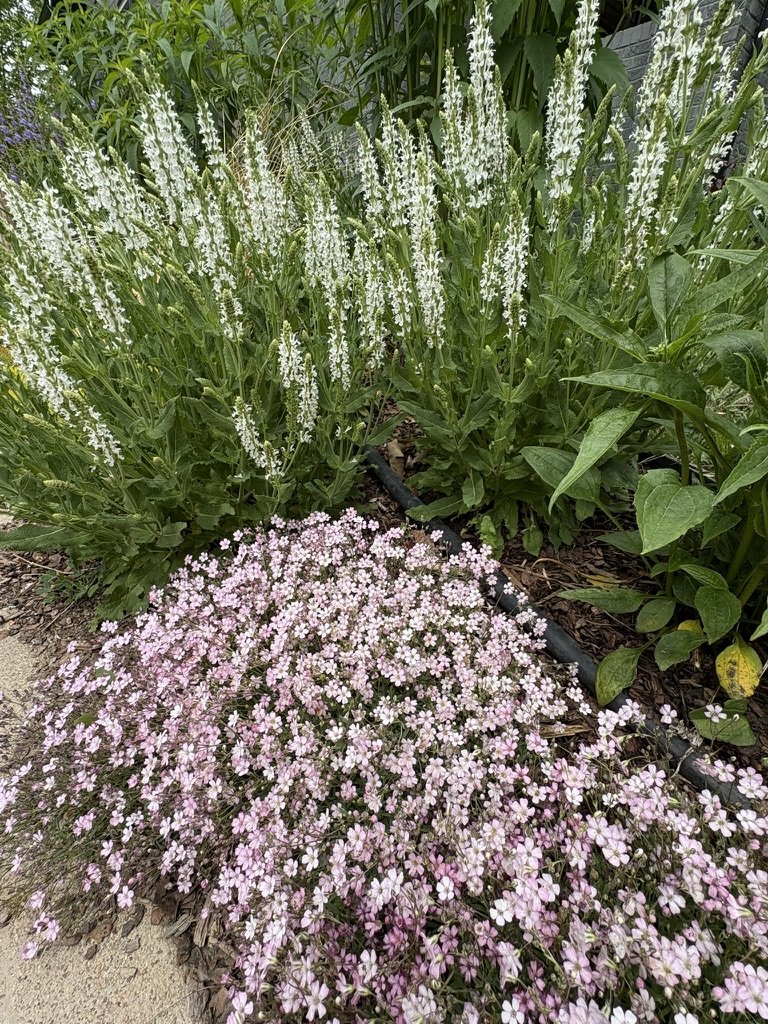 DIY pollinator garden