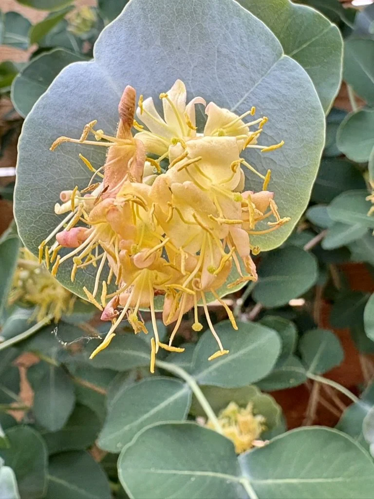 Kintzley's ghost honeysuckle