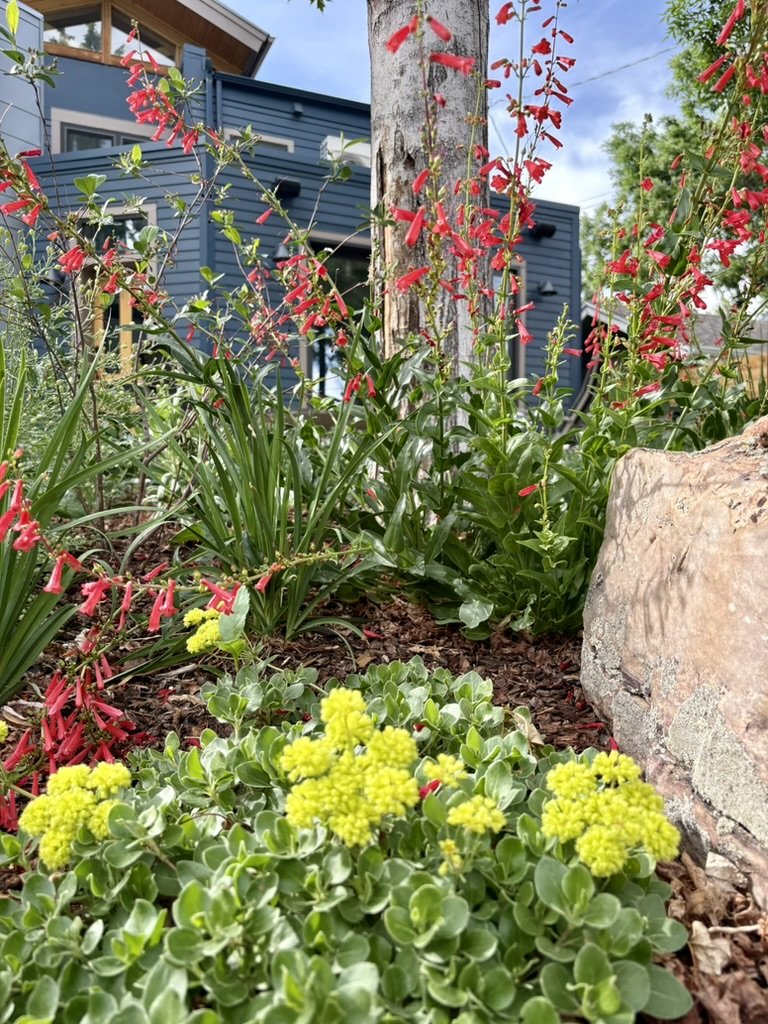 Sulphurblower buckwheat  and firecracker penstemon