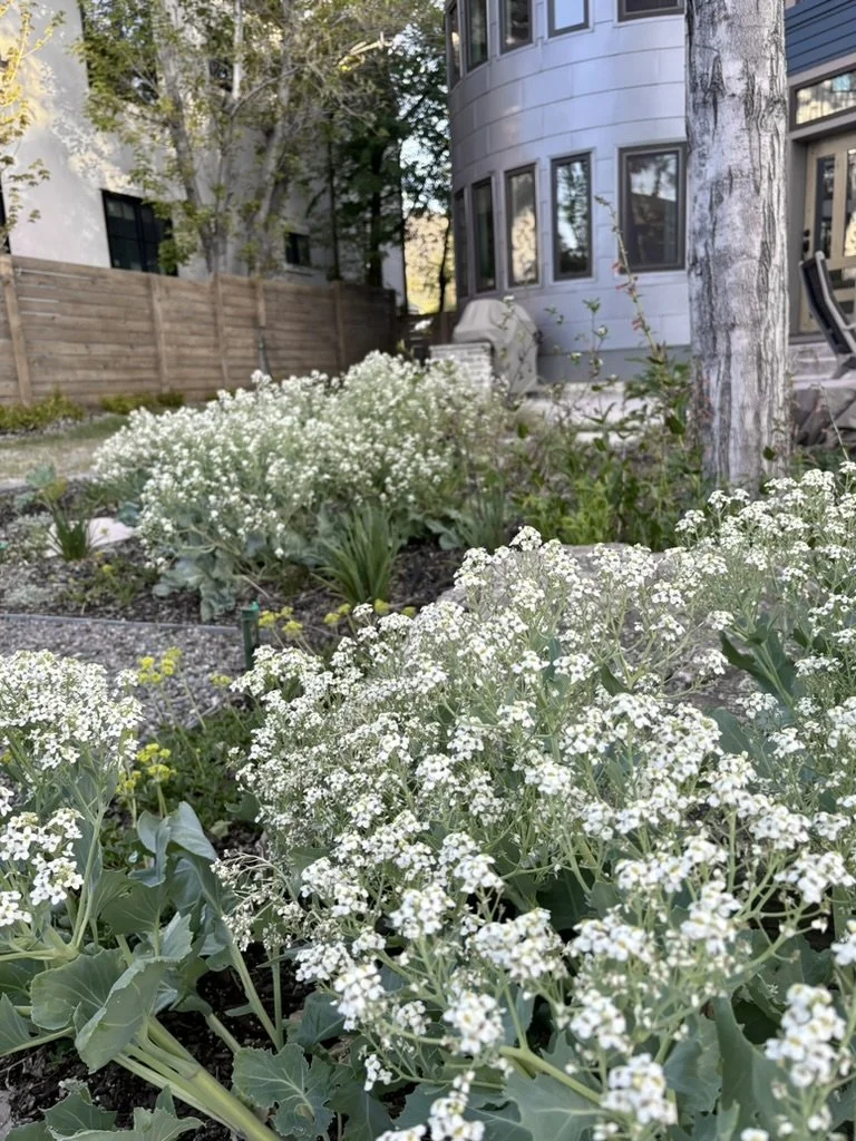 Sea kale
