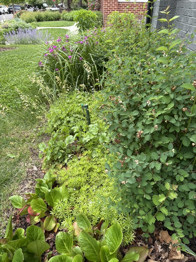 DIY pollinator garden