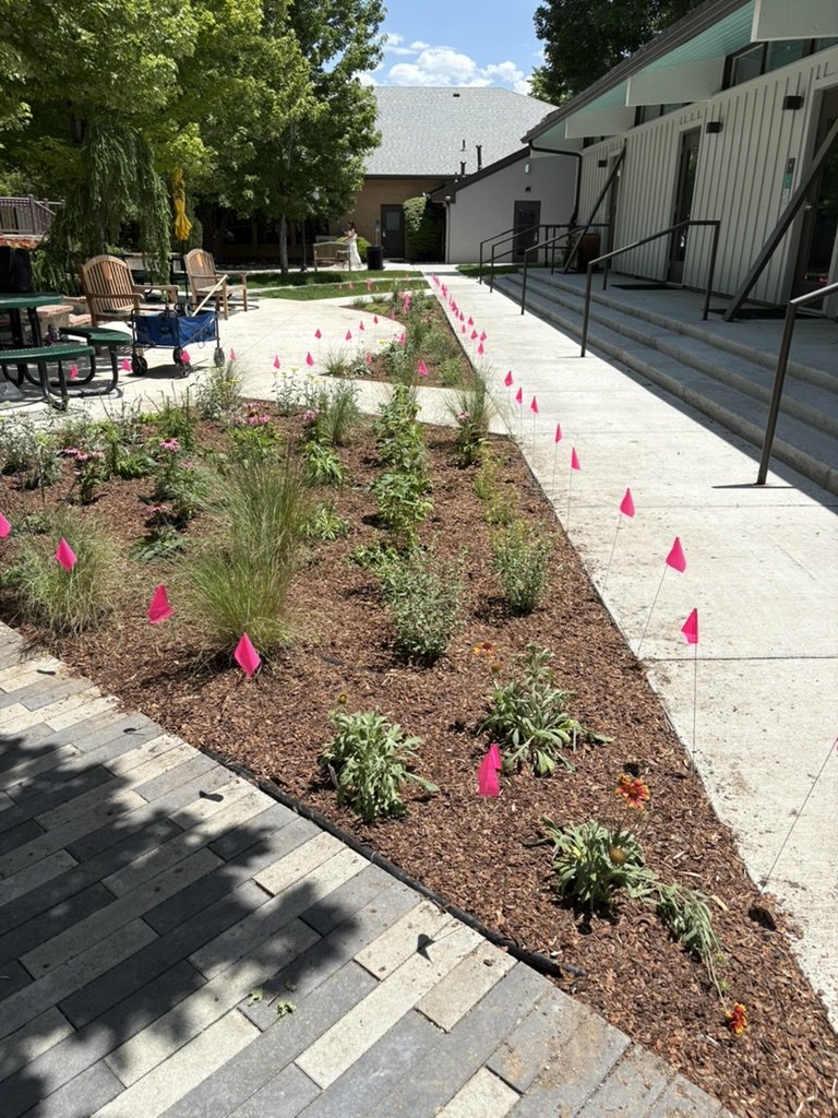 Campus pollinator garden