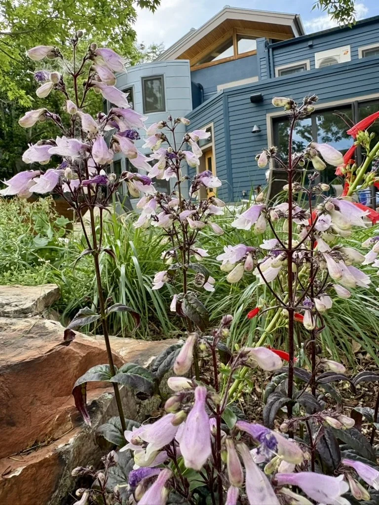water wise landscaping