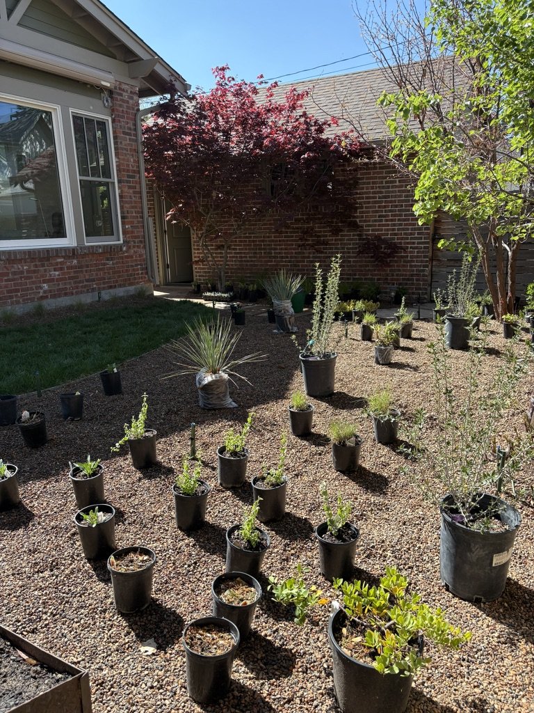 Native xeric garden