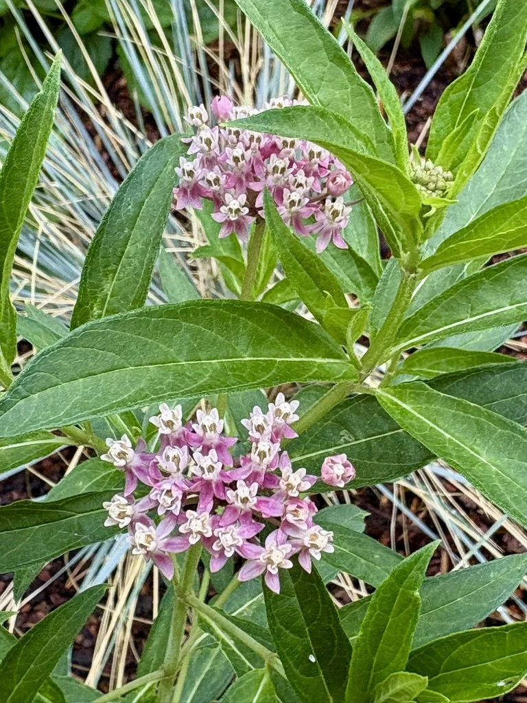 Swamp Milkweed